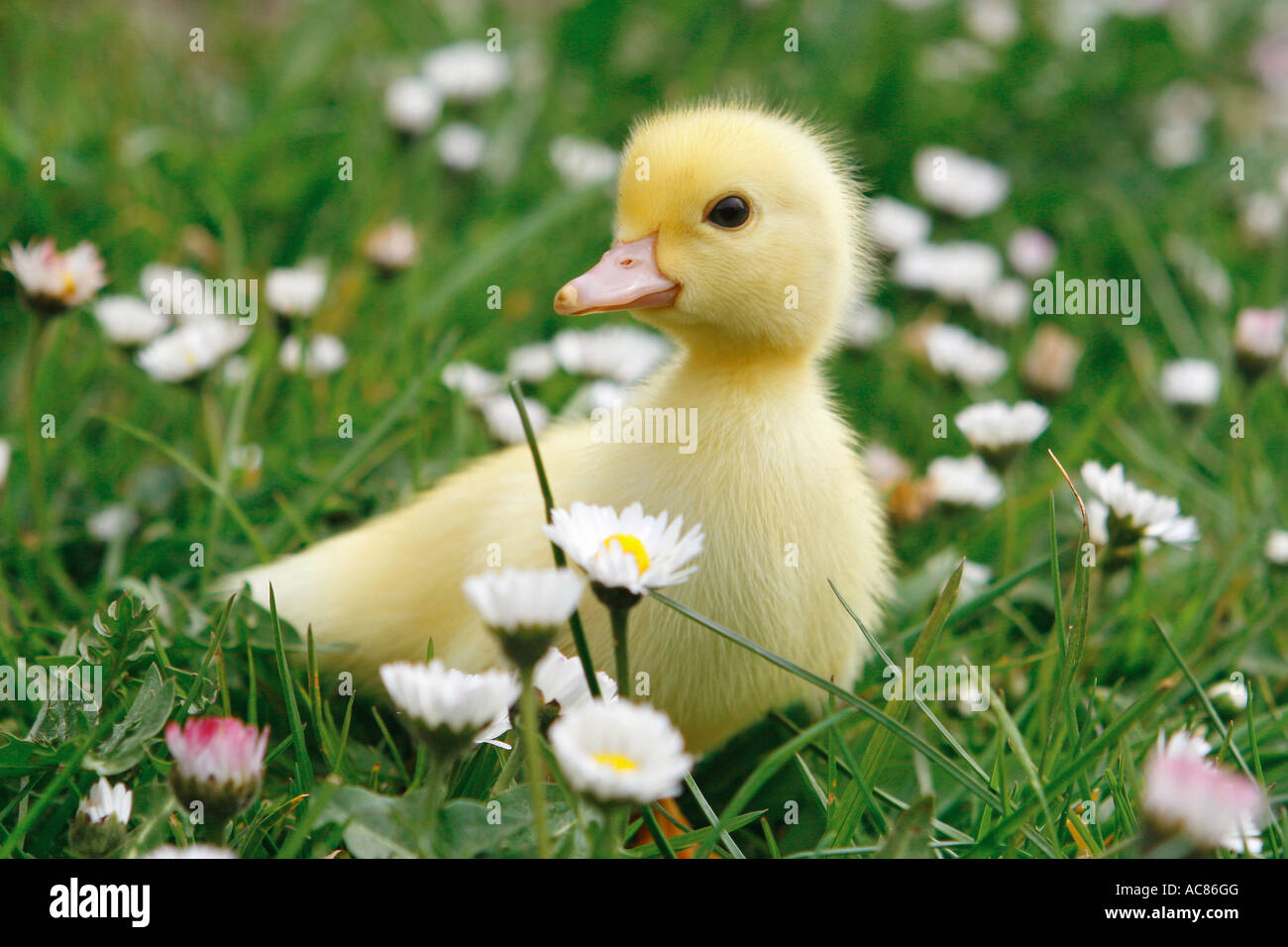 Domestic Duck. Duckling on a flowering meadow Stock Photo - Alamy