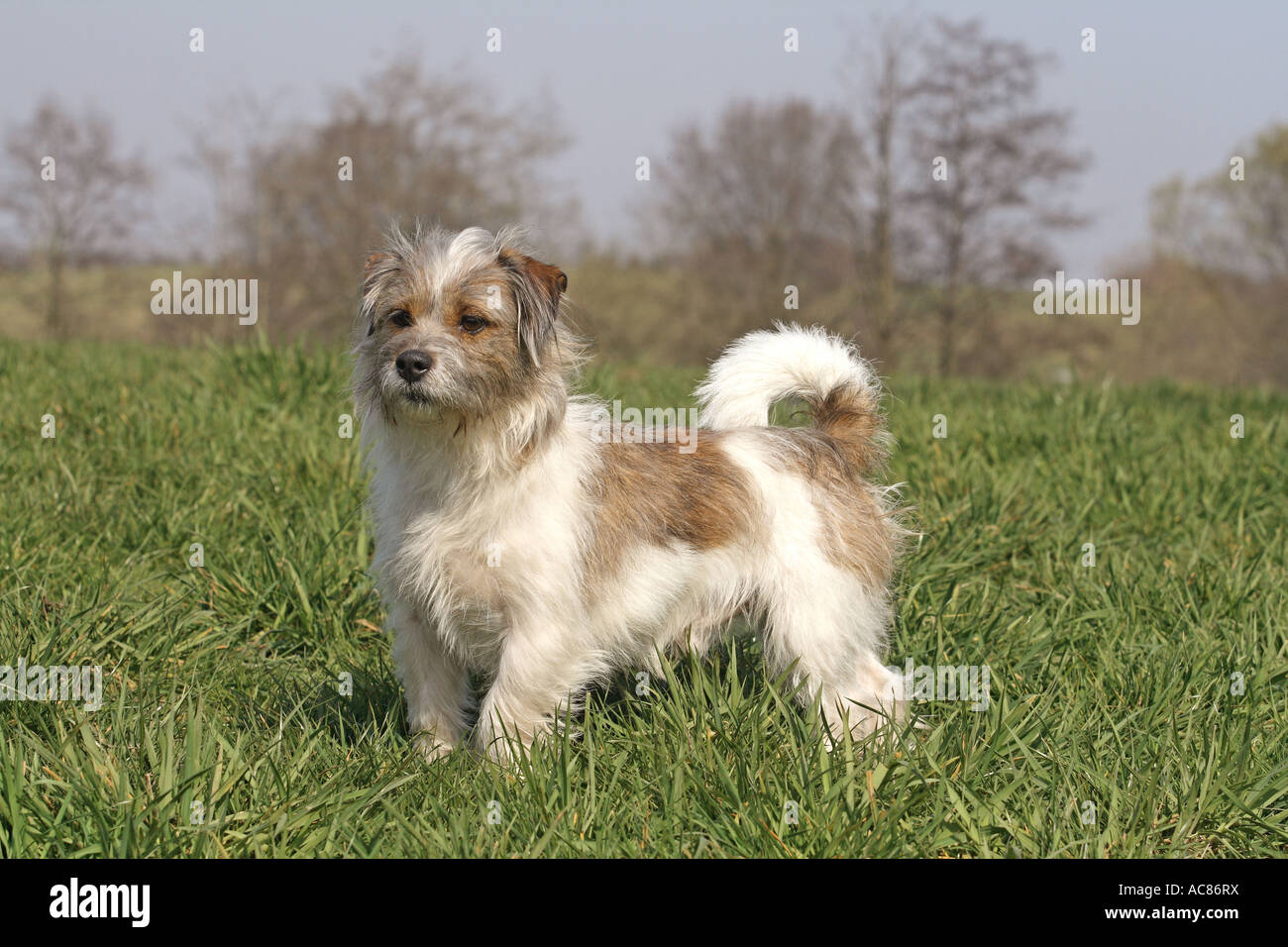 kant tofu offentlig half breed dog (Shih Tzu and Jack Russell Terrier) on meadow Stock Photo -  Alamy
