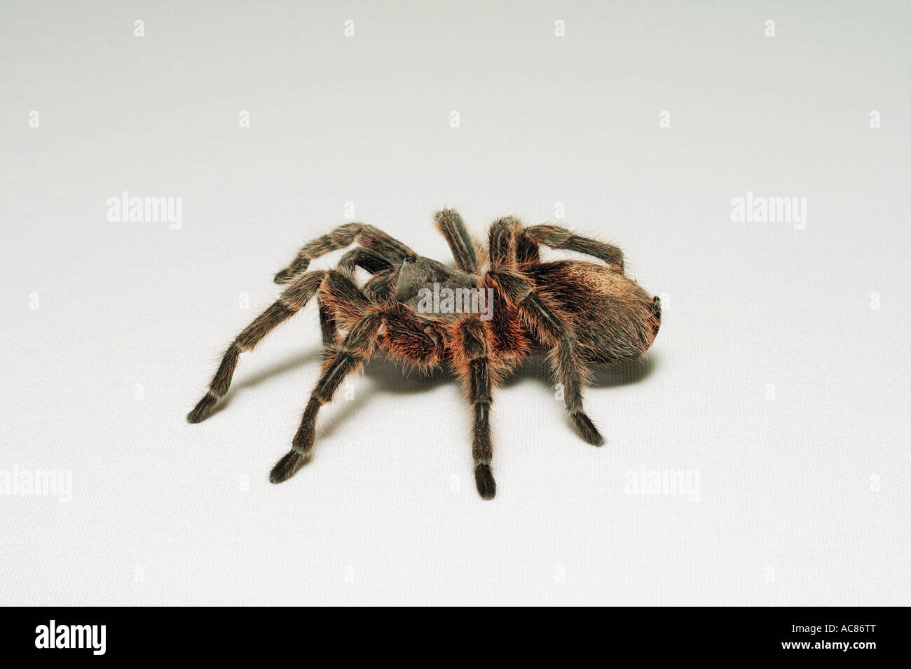 Chilean rose tarantula - cut out / Grammostola rosea Stock Photo