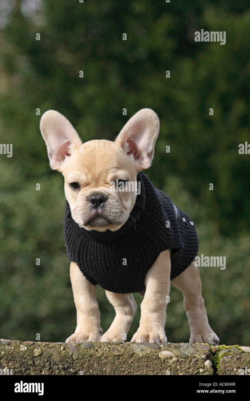 French Bulldog. Puppy wearing sweater, standing Stock Photo - Alamy