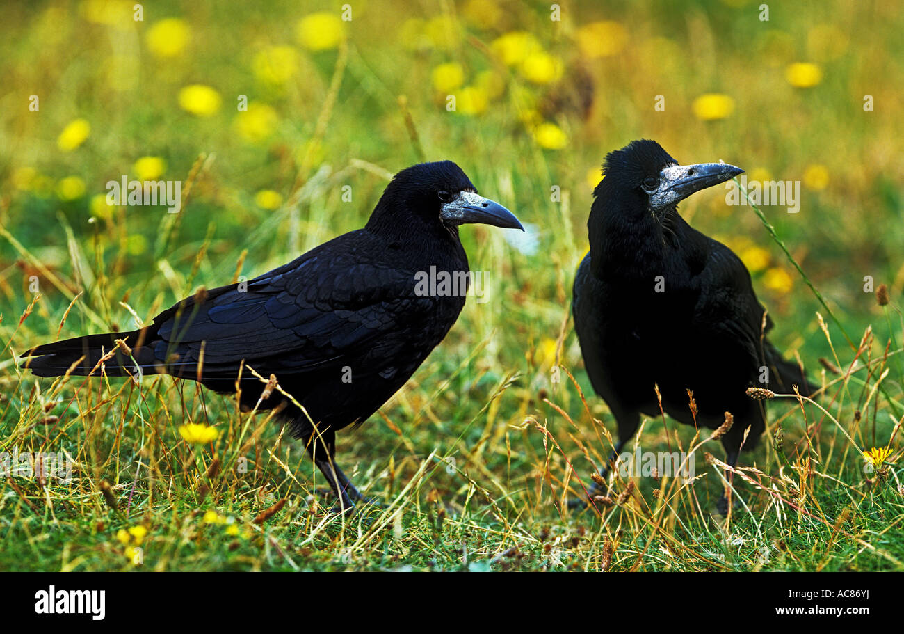 two rooks - on meadow / Corvus frugilegus Stock Photo