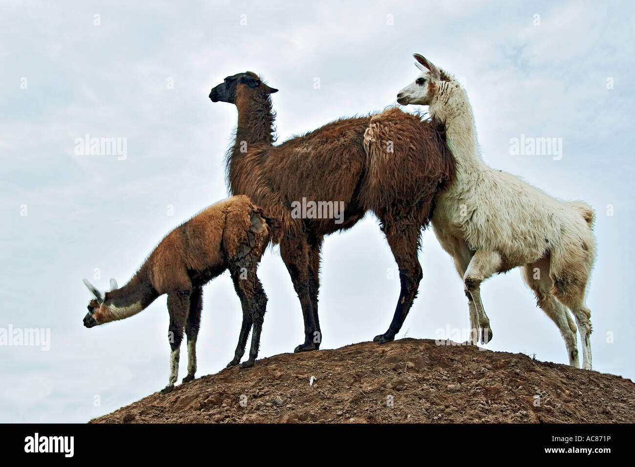 two Llamas with cub / Lama glama Stock Photo