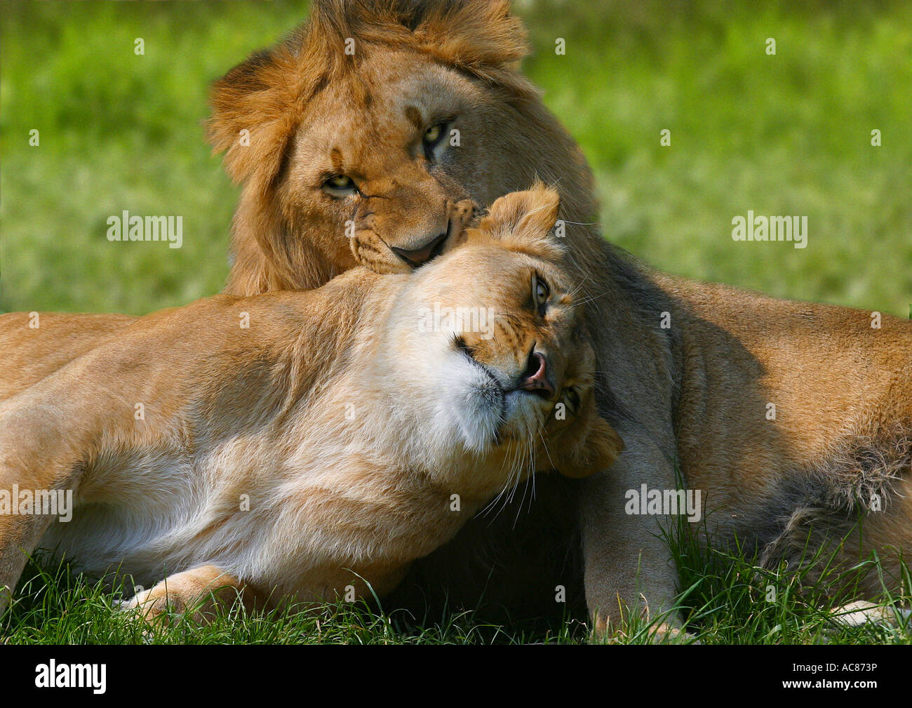 two lions - smooching / Panthera leo Stock Photo