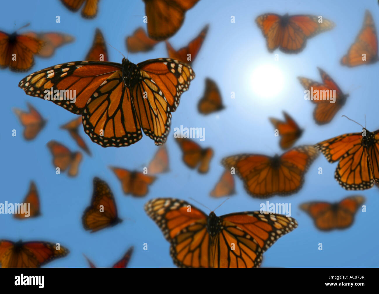 Monarch butterfly (Danaus plexippus). Swarm in flight. Mexico Stock Photo