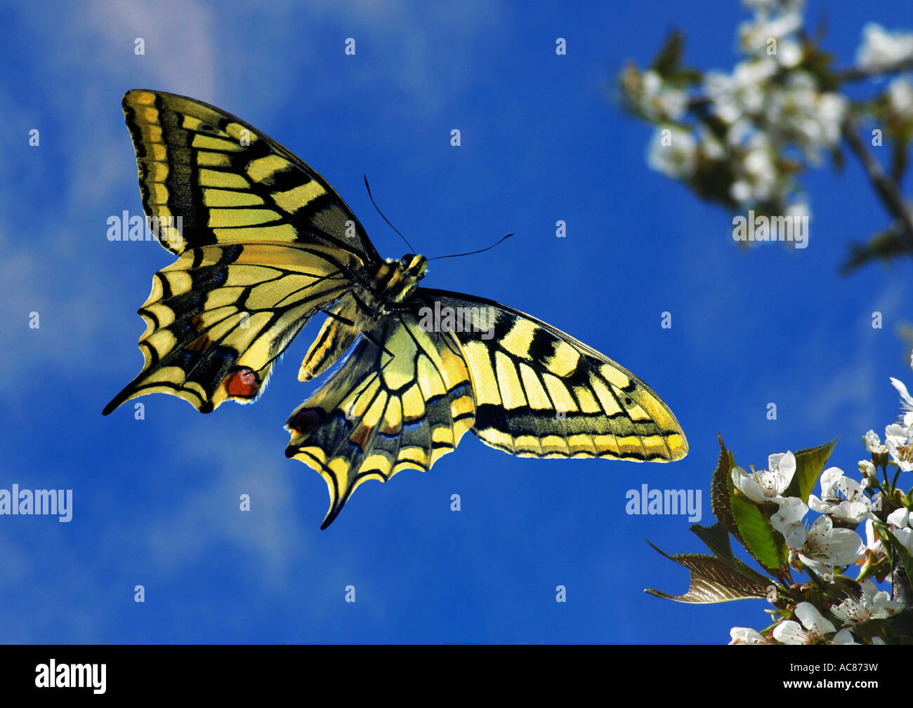 Old World Swallowtail (Papilio machaon9. Butterfly in flight in front of flowers Stock Photo