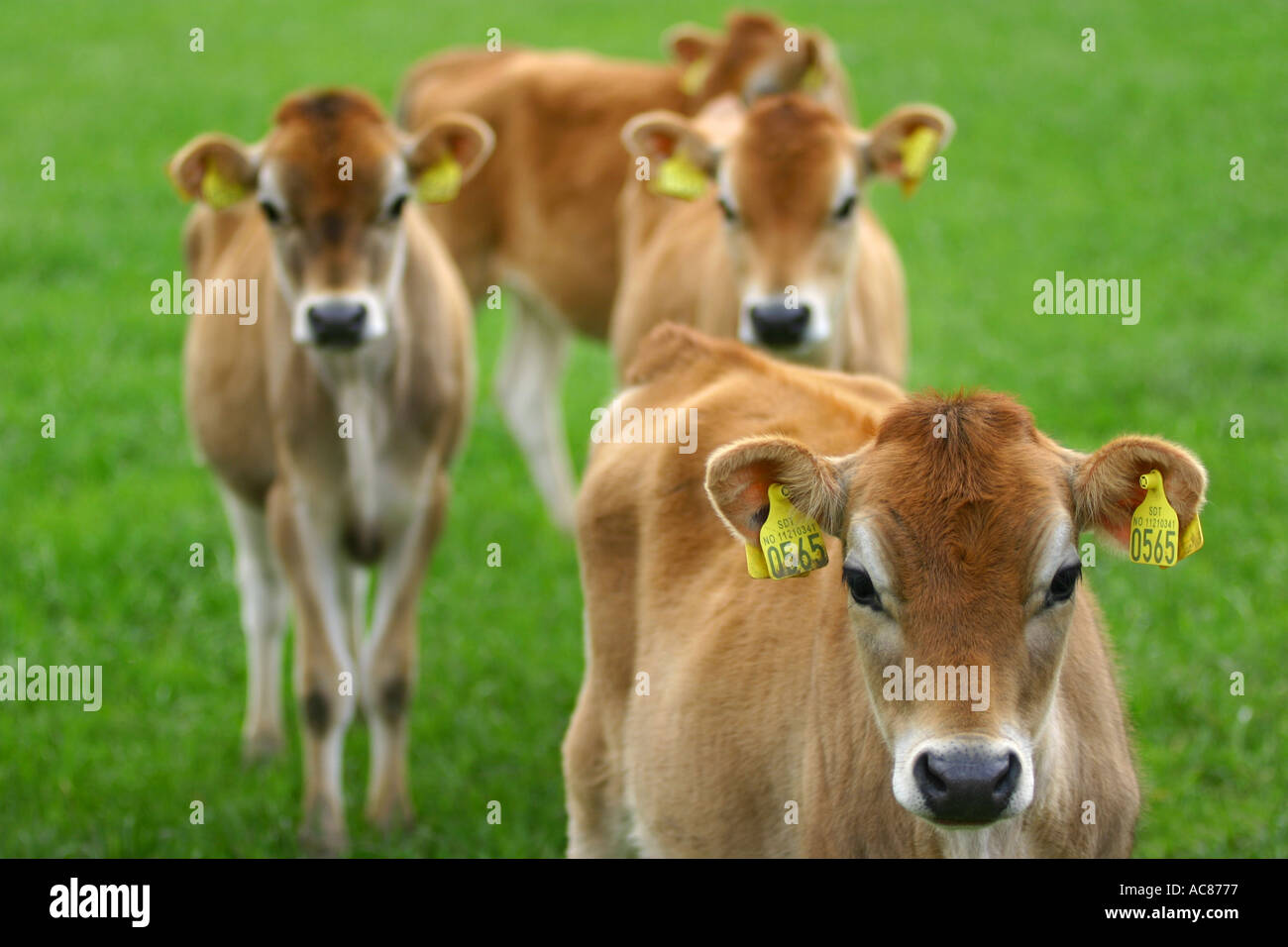 Limousin cow calf on grass hi-res stock photography and images - Alamy