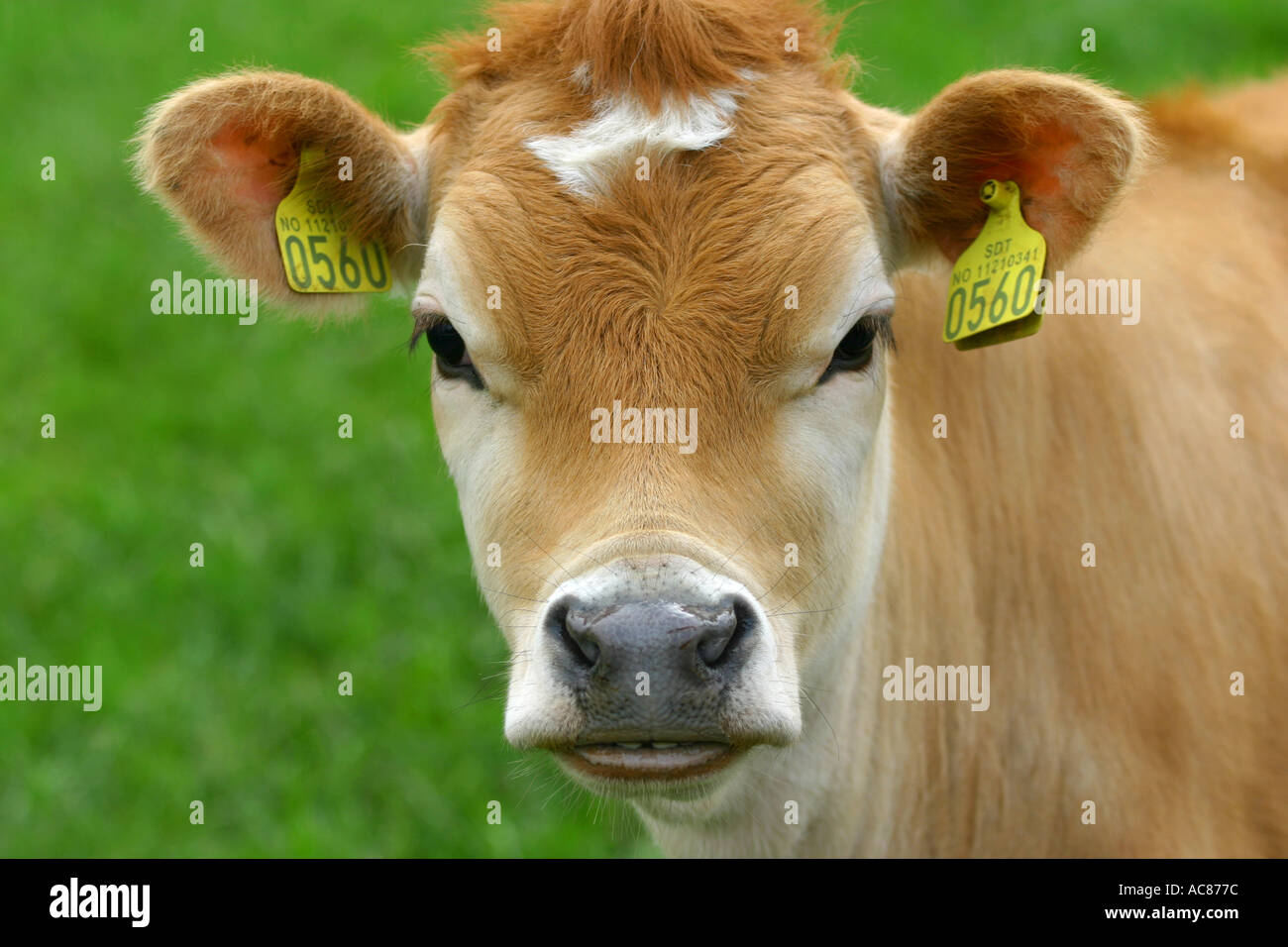 Limousin cow calf on grass hi-res stock photography and images - Alamy