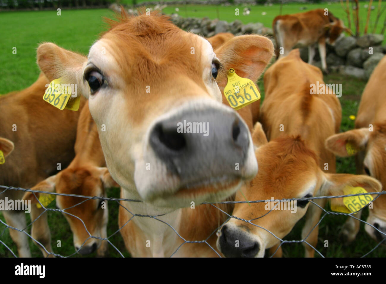Limousin cow calf on grass hi-res stock photography and images - Alamy