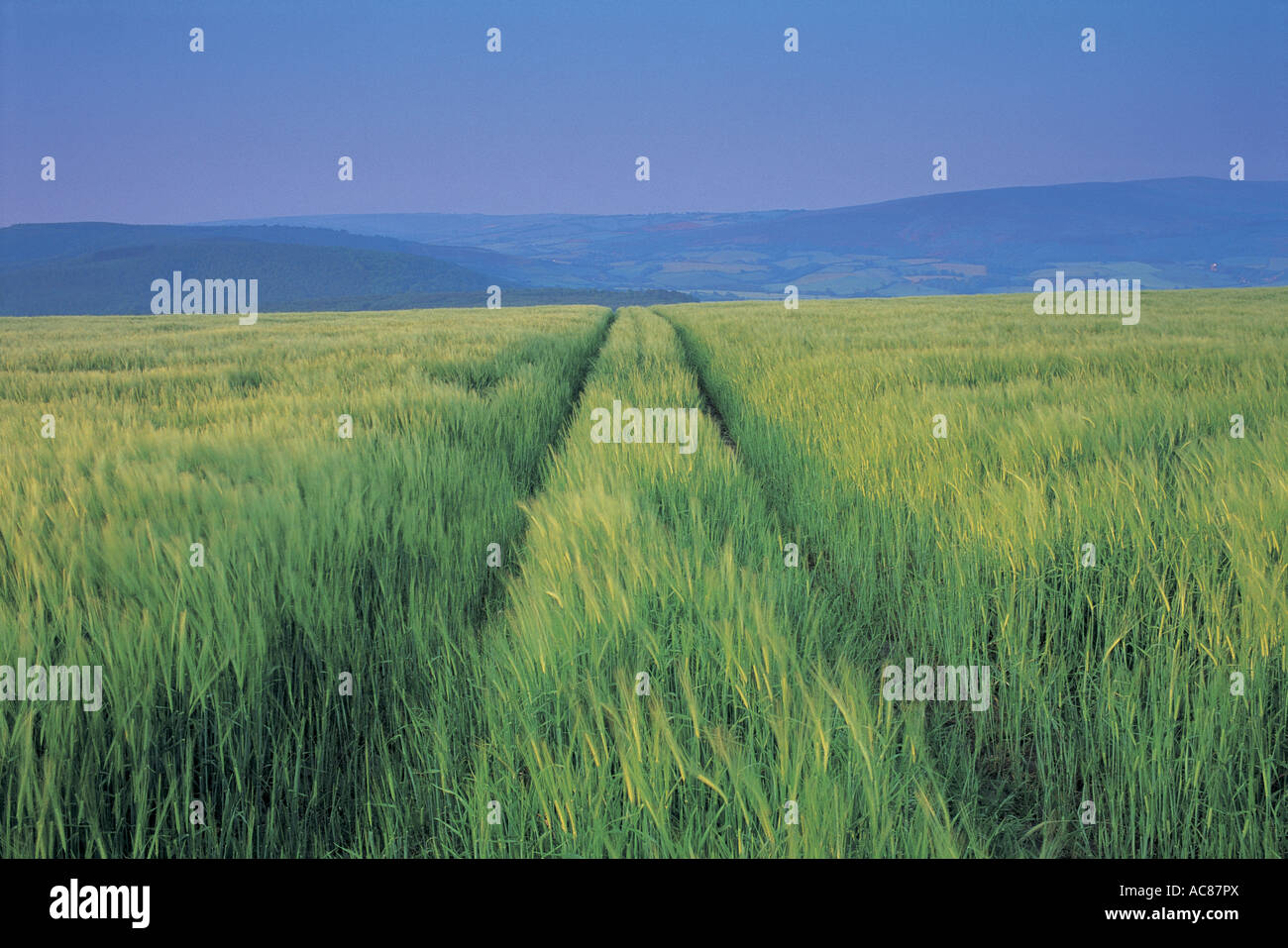 Barley North Devon UK Stock Photo - Alamy
