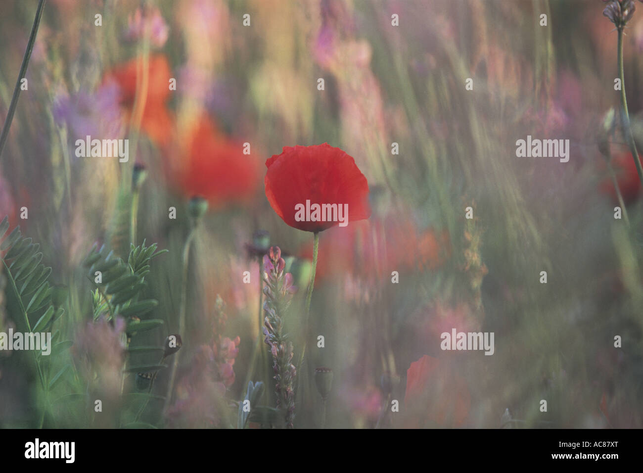 Wild flowers in italy hi-res stock photography and images - Alamy