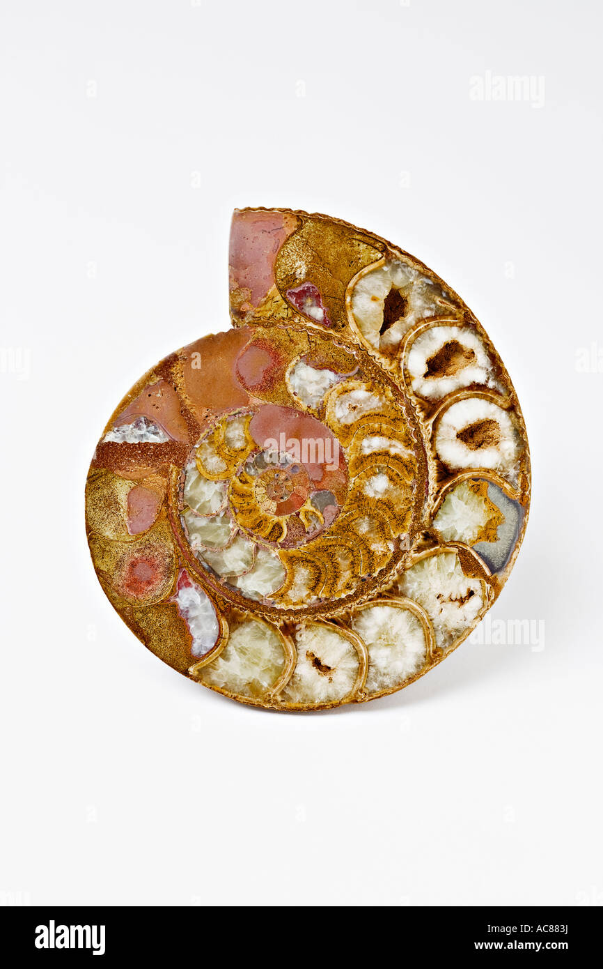 Ammonite fossil, Madagascar, Africa Stock Photo