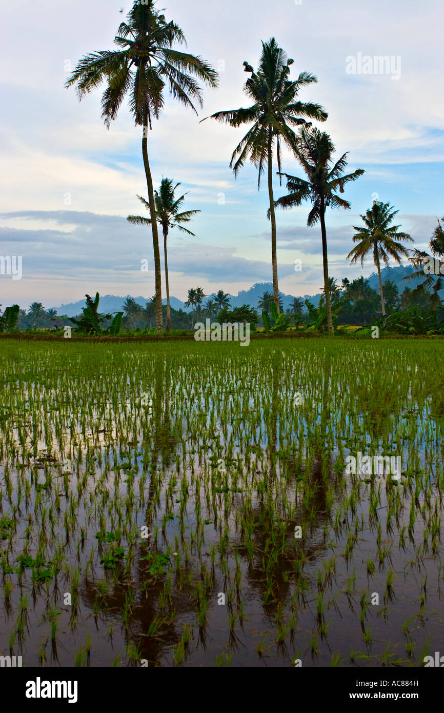 Rice fields in Kalibaru, Java, Indonesia, Asia Stock Photo - Alamy