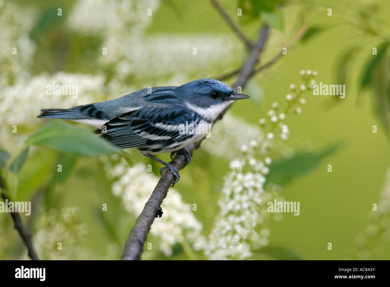 Cerulean Warbler perched in black cherry tree with blossoms Stock Photo