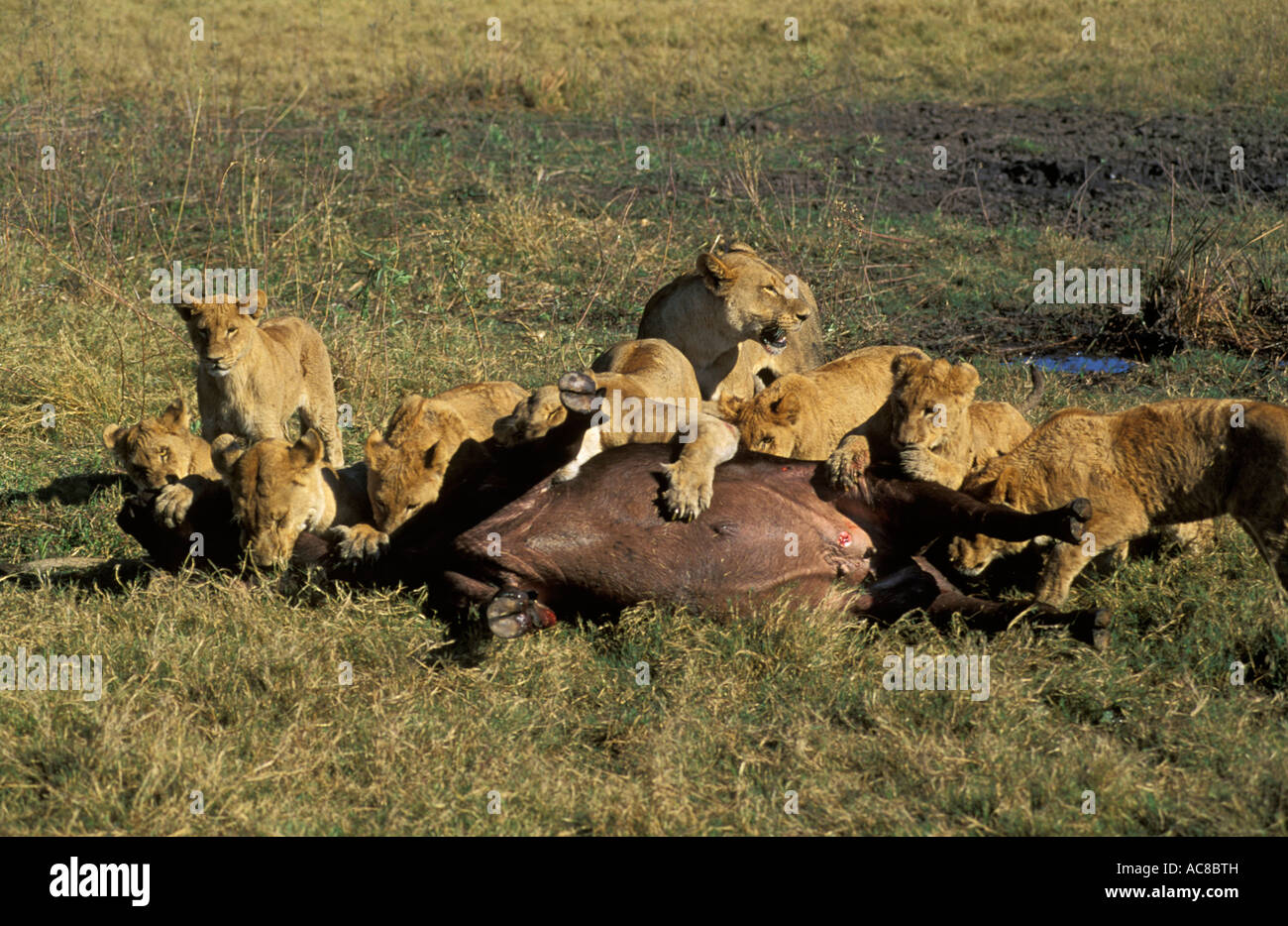 Lions attacking a buffalo - the pride of lions cooperate to hold the buffalo down as two lions bite on the throat and muzzle Stock Photo