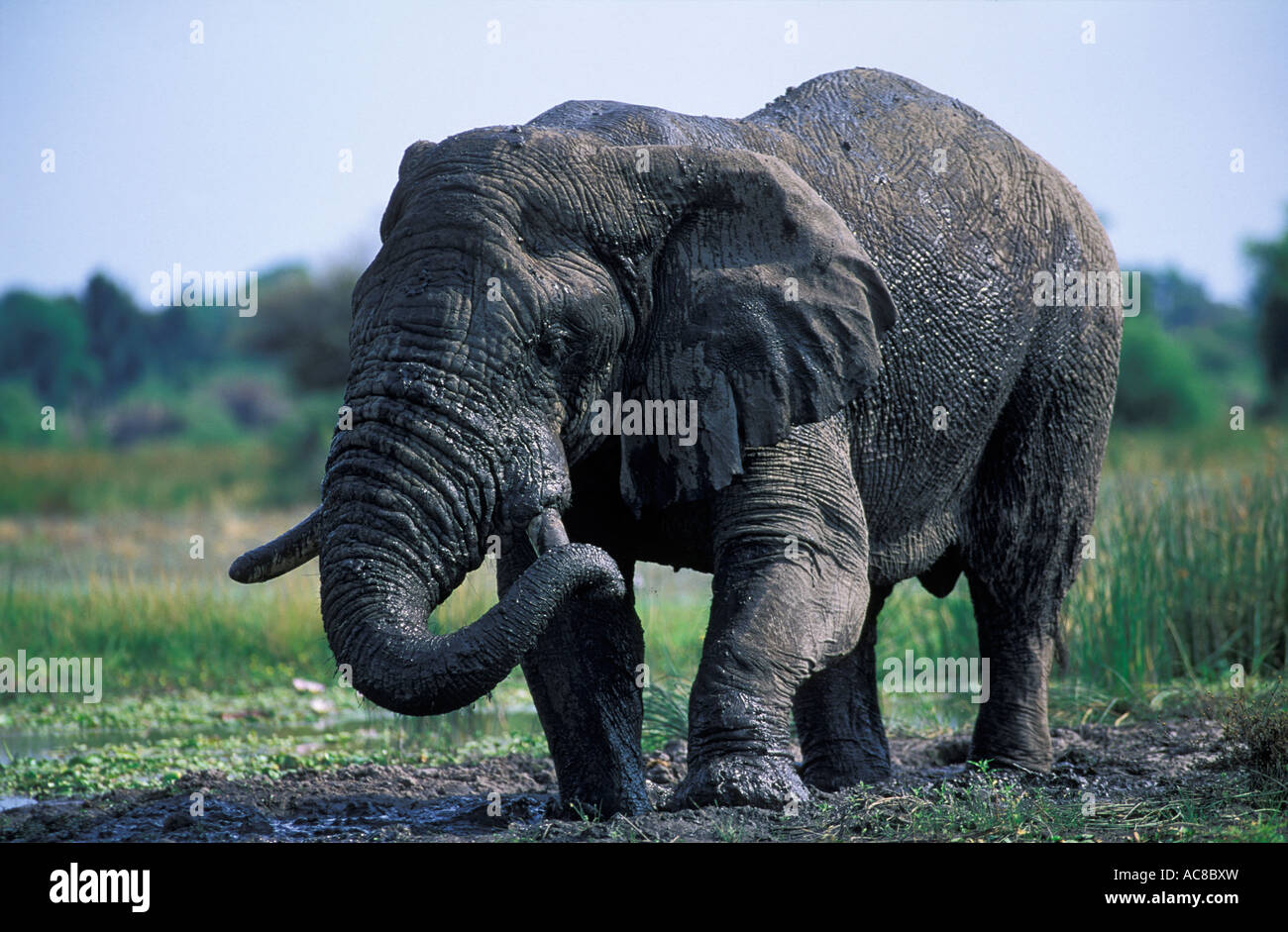 Elderly bull elephant covered in mud Okavango delta; Botswana Stock