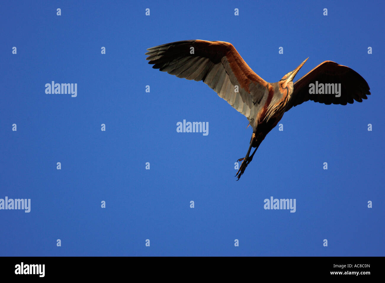 Purple Heron flying overhead Nylsvlei Nature Reserve, Limpopo Province; South Africa Stock Photo