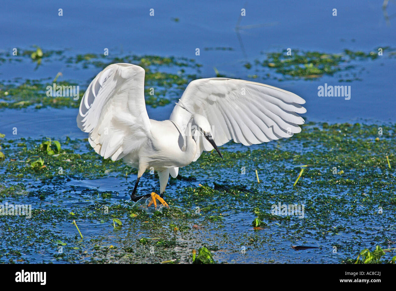 Little Egret with wings outstretched as it closes in on fish Stellenbosch, Western Cape; South Africa Stock Photo