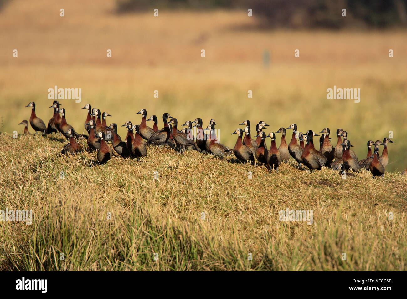 White-faced Duck flock on a grassy bank Nylsvlei Nature Reserve ...