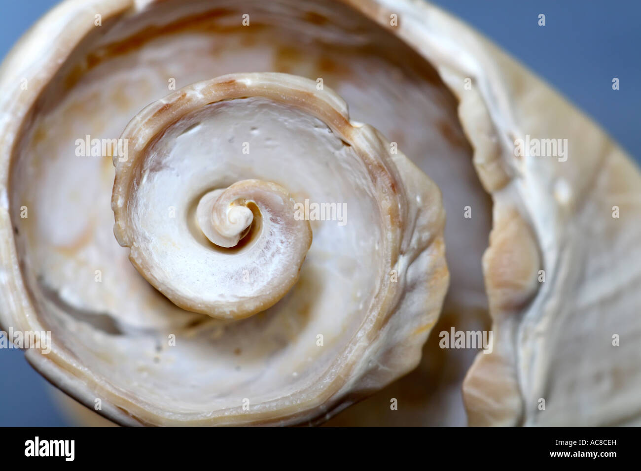 Curved shell hi-res stock photography and images - Alamy