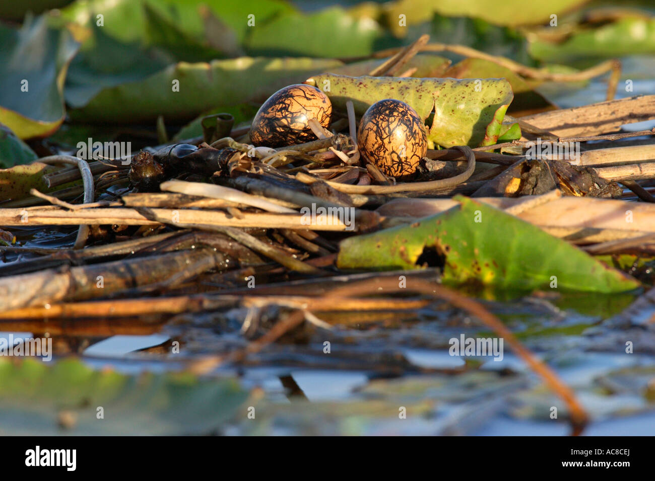 African Jacana eggs Vaal River, Gauteng; South Africa Stock Photo Alamy