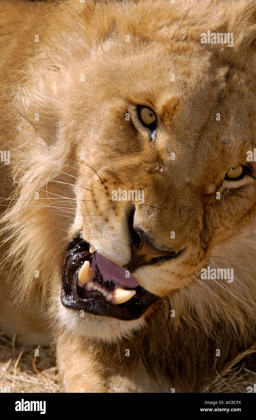 Portrait of a male lion snarling (captive animal) Lanseria - Lion Park ...