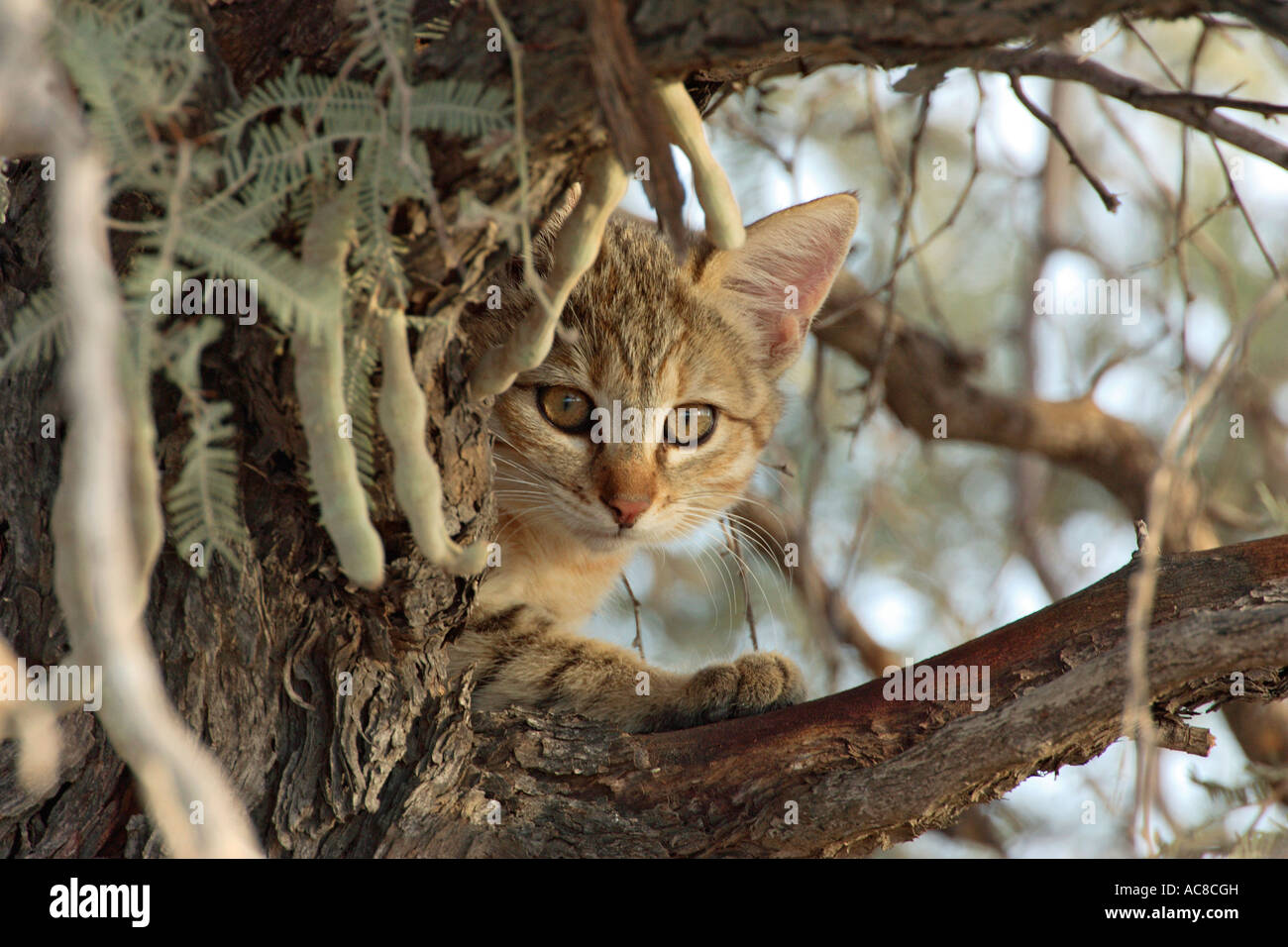 African Wild Cat in an Acacia haematoxylon tree in the Kalahari Kgalagadi Transfrontier Park, Northern Cape; South Africa Stock Photo
