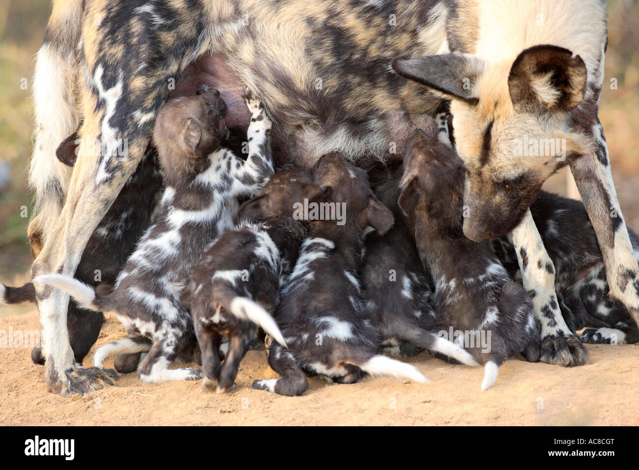 Wild Dog pups suckling from their mother Marekele National Park, Limpopo Province; South Africa Stock Photo