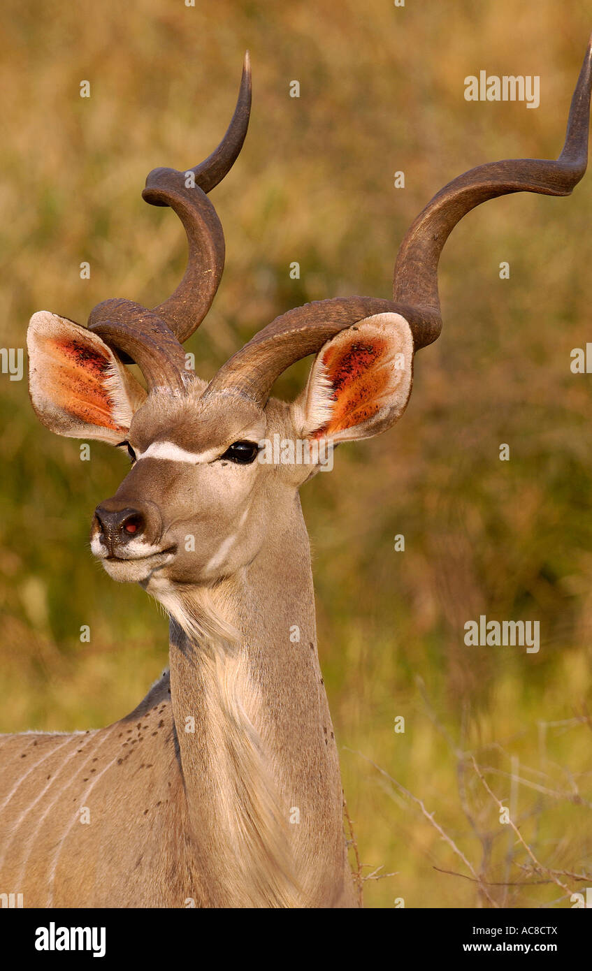 Portrait of a kudu ram Kruger National Park - Satara, Mpumalanga; South  Africa Stock Photo - Alamy