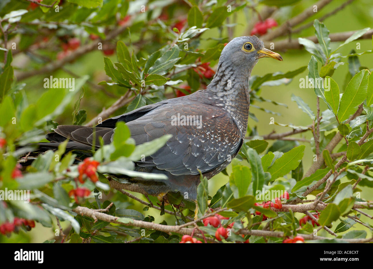 African Olive-Pigeon (rameron pigeon) in a leafy tree with red flowers Kirstenbosch - National Botanical Garden, South Africa Stock Photo