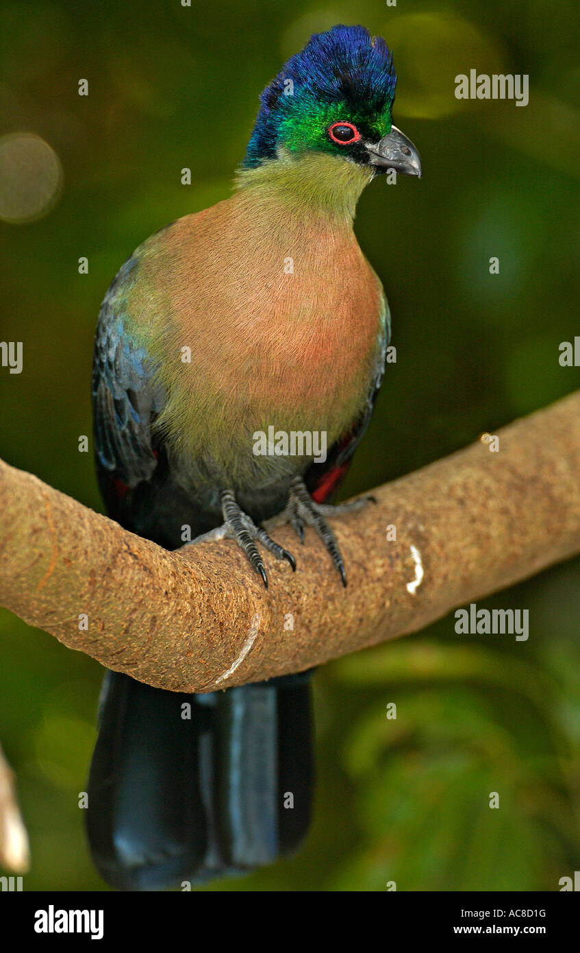 Purple-crested Turaco (Lourie) Durban, Kwazulu-Natal; South Africa Stock Photo
