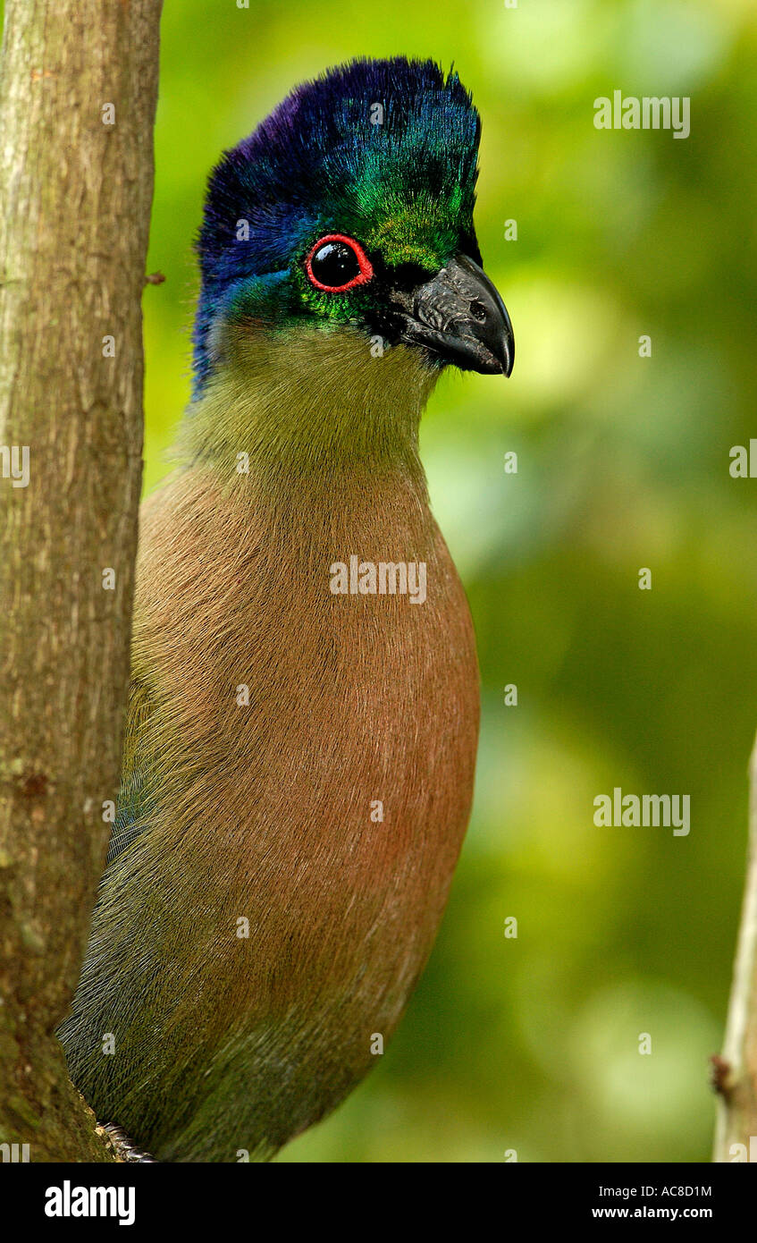 Purple-crested Turaco (Lourie) portrait Durban, Kwazulu-Natal; South Africa Stock Photo