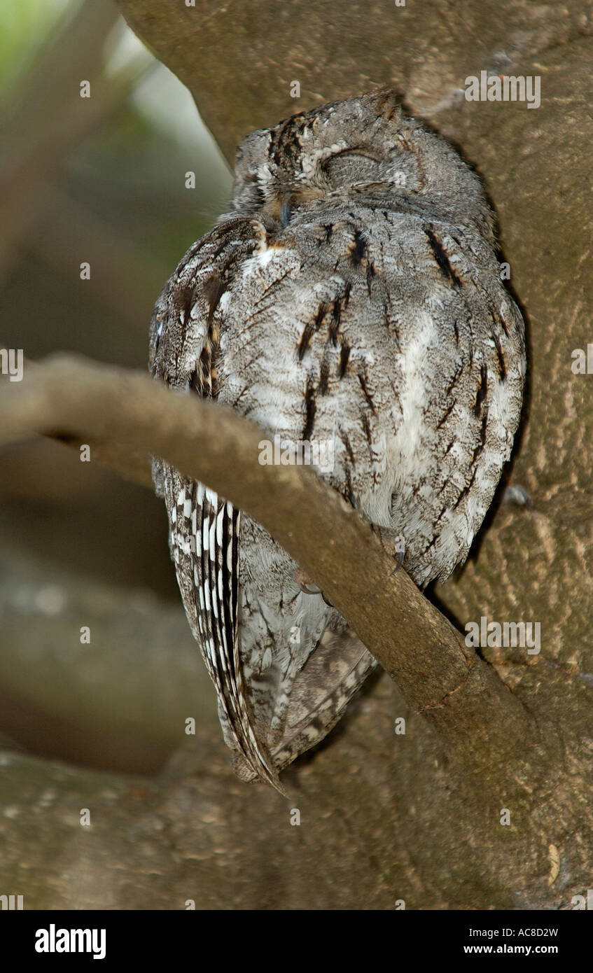 Owl Meeting 傷あり Owl Meeting 傷あり