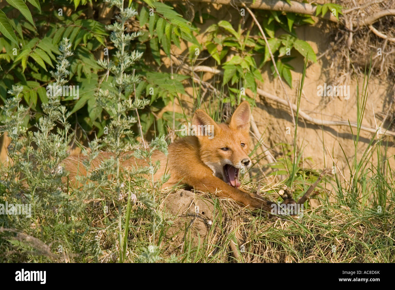 young Red Fox stretching and yawning in early morning sun Stock Photo