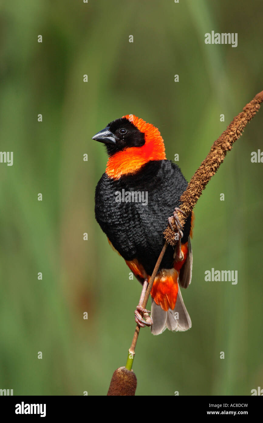 Southern Red clinging to a bullrush seed head Roodekrans
