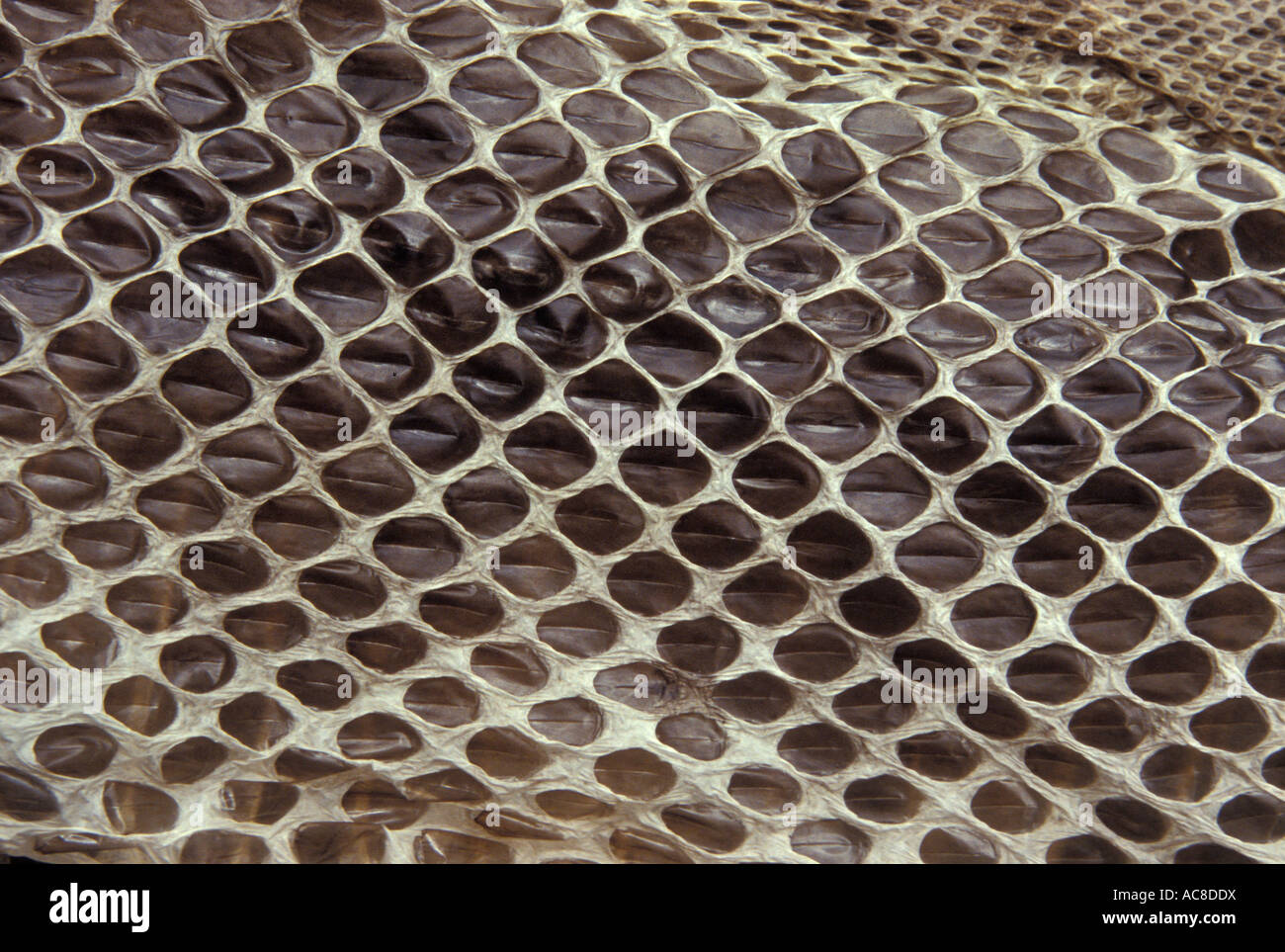 detail of a shed snake skin limpopo province; south africa