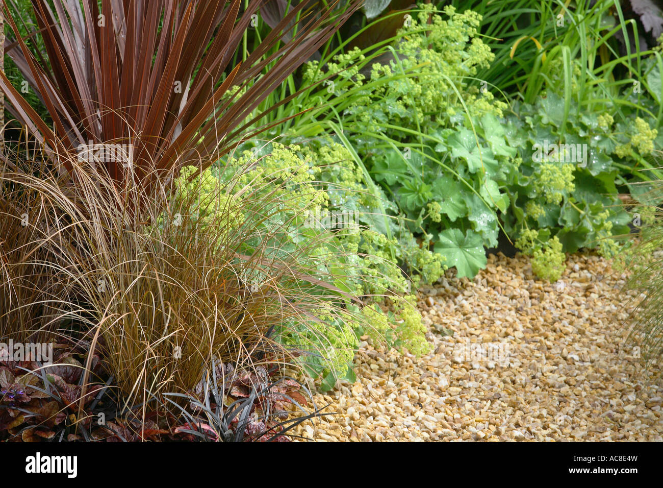 Landscape picture of the edge of a border with Carex, Cordyline and Alchemilla Mollis. THE PATH NOT TAKEN. DESIGNERS:JAMES MASON & CHLOE GAZZARD. Stock Photo