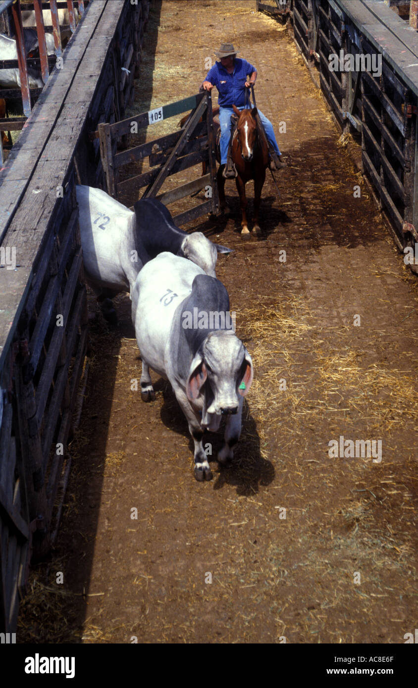 Gracemere Saleyards Queensland Australia 1499 Stock Photo Alamy gracemere-saleyards-queensland-australia-1499-stock-photo-alamy