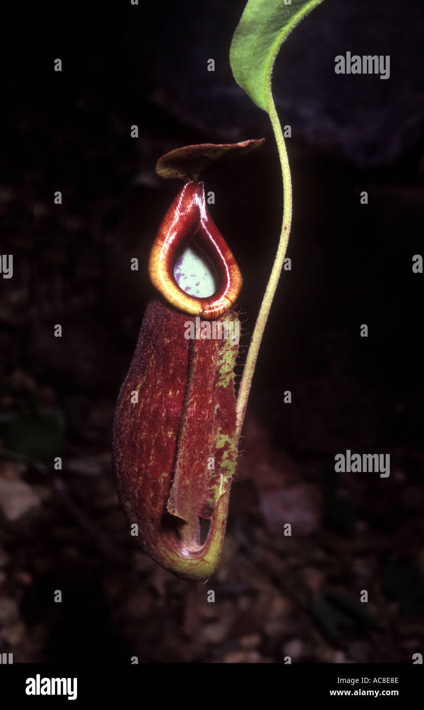 Nepenthes pitcher plant carniverous 1572 Stock Photo