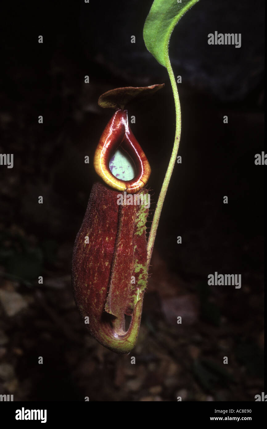 Nepenthes pitcher plant carniverous 1572 Stock Photo