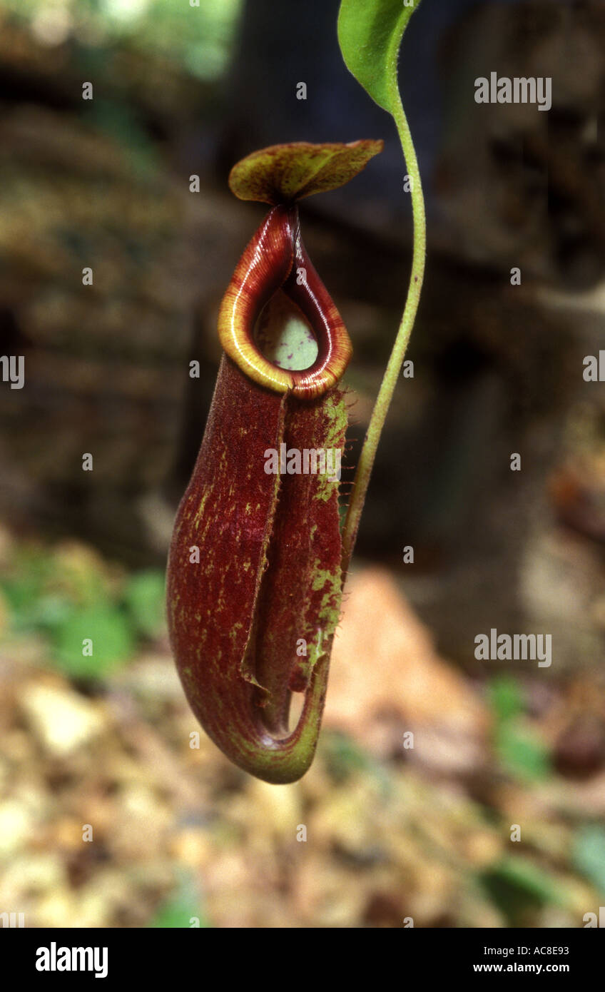 Nepenthes pitcher plant carnivorous 1572 Stock Photo