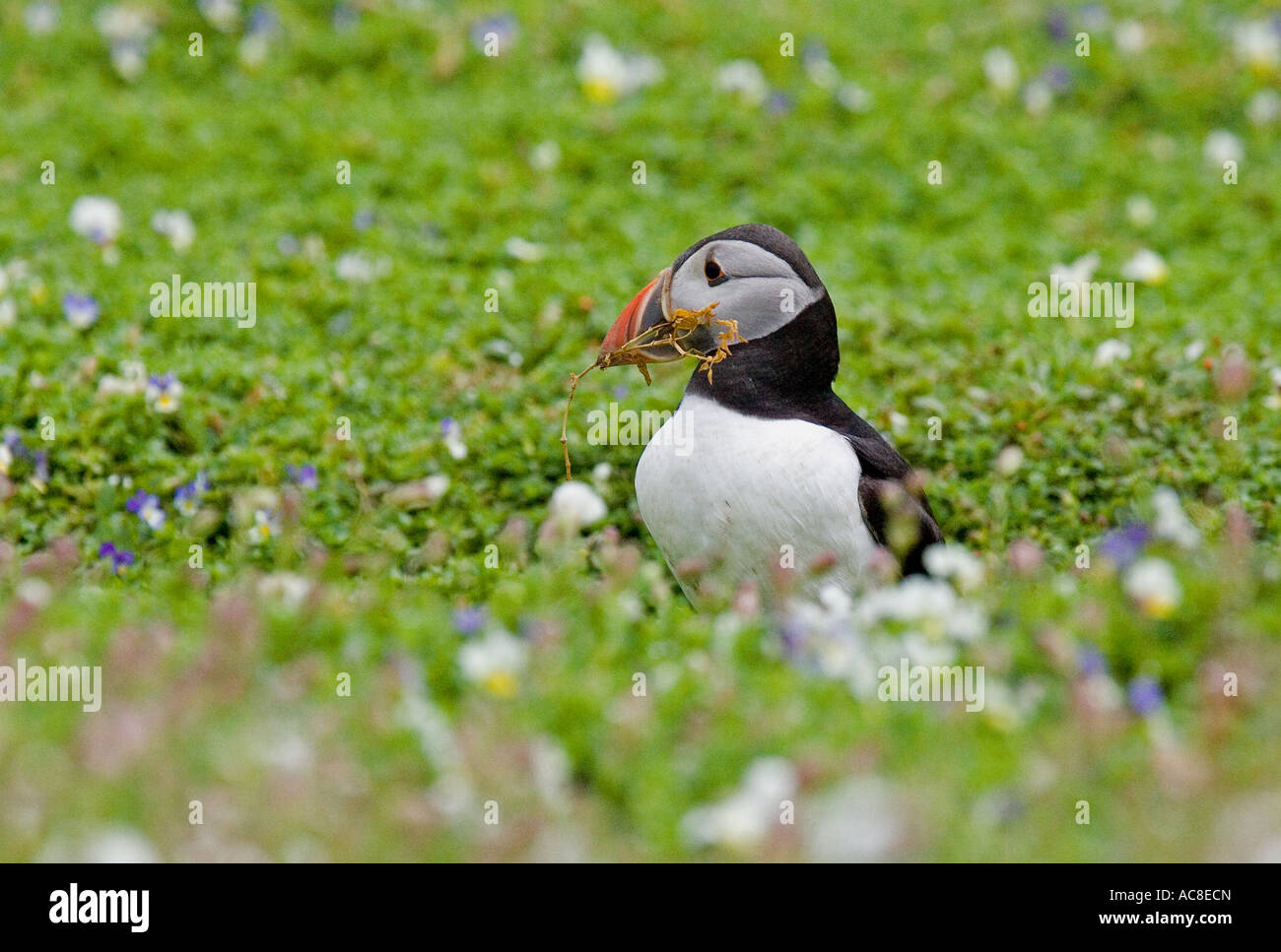 Puffin amongst wild flowers Stock Photo