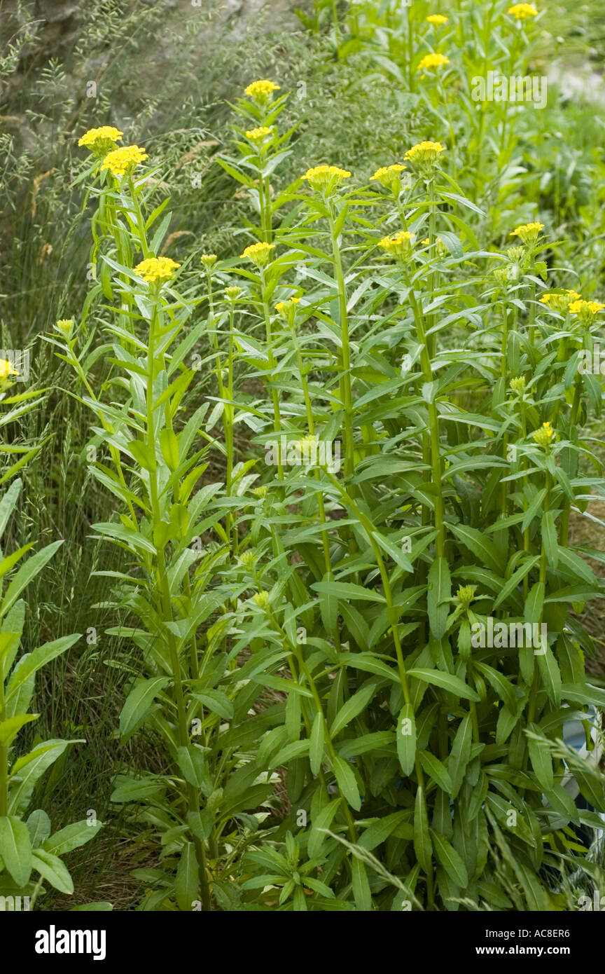 endemic treacle mustard Brassicaceae Erysimum pieninicum Pieniny mountain Poland Stock Photo