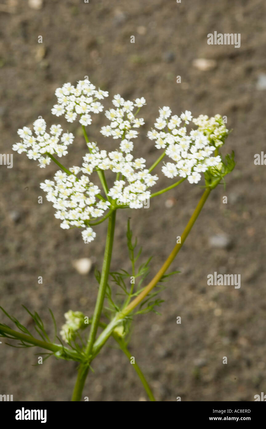 White flowers of Caraway Apiaceae Carum carvi Stock Photo