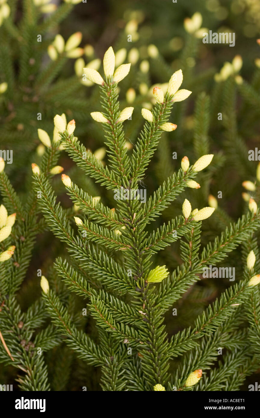 Golden oriental spruce Pinaceae Picea orientalis Aurea Caucasian range Asia Stock Photo