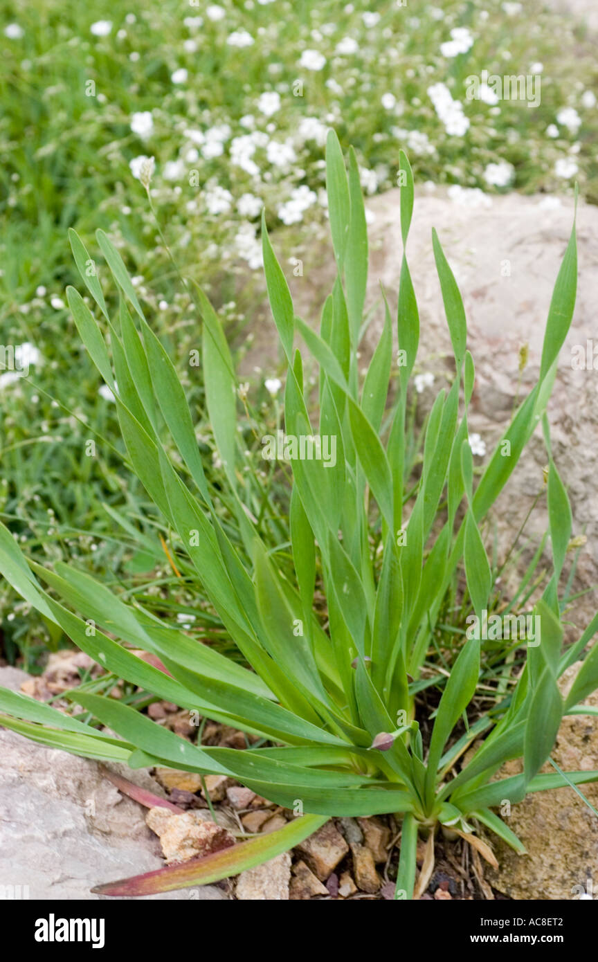 Ornamental mountain onion Alliaceae Allium montanum Stock Photo