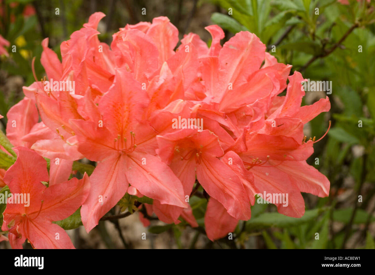 Japanese azalea rhododendron japonicum hi-res stock photography and ...