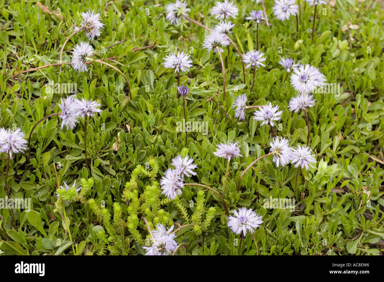 Globulariaceae globularia cordifolia Europe Stock Photo
