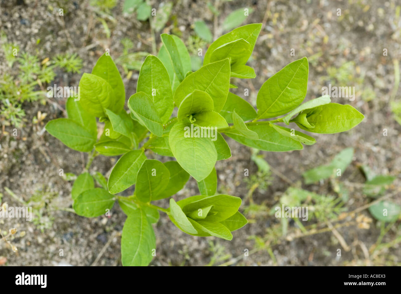 Euphorbiaceae Securinega suffruticosa Mongolia China Stock Photo