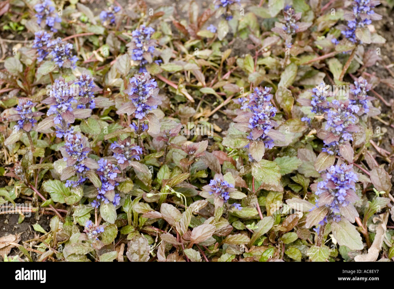Violet flowers of Bugle Labiatae Ajuga reptans Multicolor Europe Stock Photo