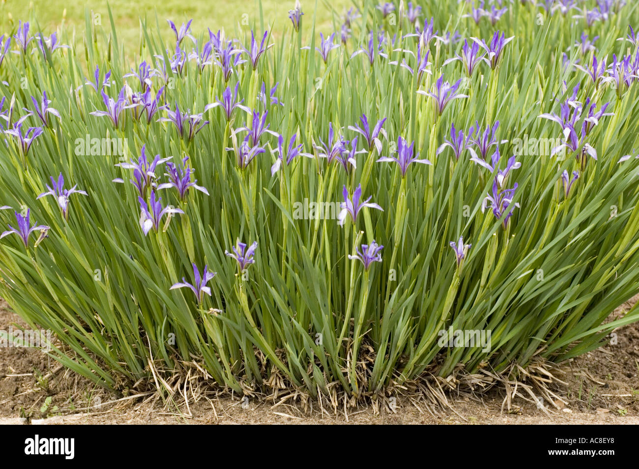 Iridaceae Iris lactea var chinensis China Korea Japan Italy Stock Photo